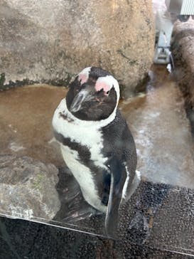 京都水族館に投稿された画像（2023/5/18）