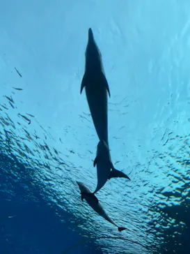 横浜・八景島シーパラダイスに投稿された画像（2023/5/18）