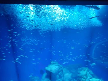 アクアワールド茨城県大洗水族館に投稿された画像（2023/5/19）