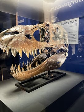 特別展「恐竜博2023」に投稿された画像（2023/5/19）