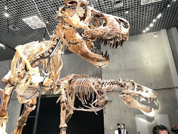 特別展「恐竜博2023」に投稿された画像（2023/5/19）