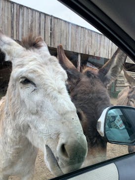 東北サファリパークに投稿された画像（2023/5/19）