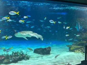 サンシャイン水族館に投稿された画像（2023/5/19）