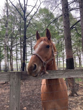 ノーザンホースパークに投稿された画像（2023/5/19）