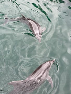 伊豆・三津シーパラダイスに投稿された画像（2023/5/19）