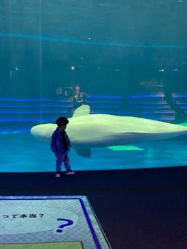 島根県立 しまね海洋館に投稿された画像（2023/5/19）