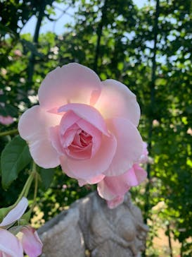 京成バラ園に投稿された画像（2023/5/19）