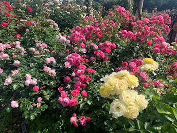 京成バラ園に投稿された画像（2023/5/19）