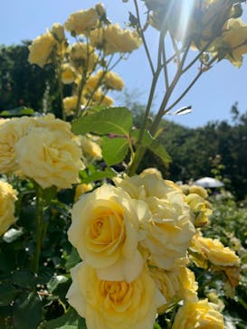 京成バラ園に投稿された画像（2023/5/19）