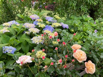 横浜イングリッシュガーデンに投稿された画像（2023/5/19）