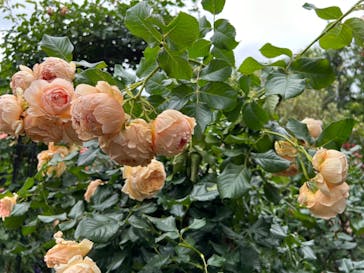 横浜イングリッシュガーデンに投稿された画像（2023/5/19）