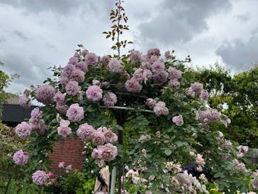 横浜イングリッシュガーデンに投稿された画像（2023/5/19）