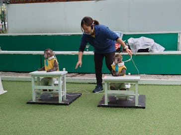 おさるランド＆アニタウン　日光さる軍団劇場に投稿された画像（2023/5/19）