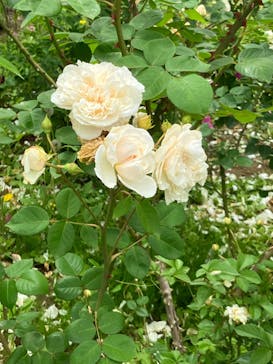 いばらきフラワーパークに投稿された画像（2023/5/19）