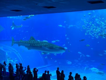 沖縄美ら海水族館に投稿された画像（2023/5/19）