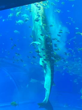 沖縄美ら海水族館に投稿された画像（2023/5/19）