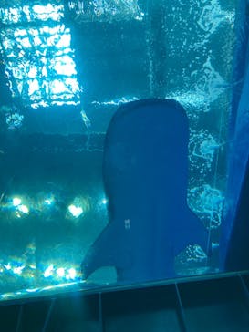 沖縄美ら海水族館に投稿された画像（2023/5/19）