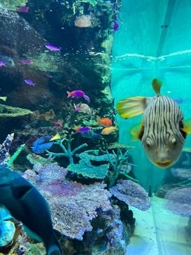 サンシャイン水族館に投稿された画像（2023/5/19）