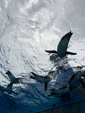 サンシャイン水族館に投稿された画像（2023/5/19）