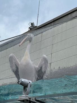 サンシャイン水族館に投稿された画像（2023/5/19）