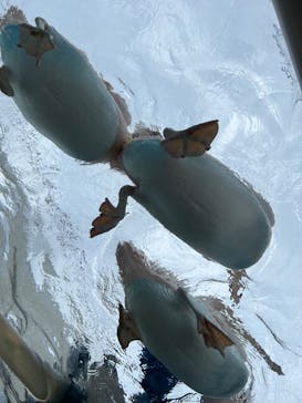 サンシャイン水族館に投稿された画像（2023/5/19）