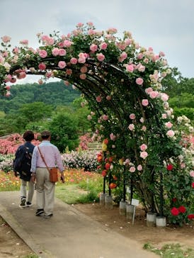 いばらきフラワーパークに投稿された画像（2023/5/19）