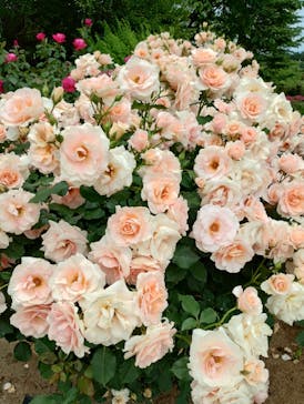 いばらきフラワーパークに投稿された画像（2023/5/19）