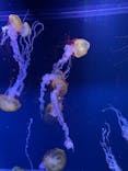 すみだ水族館に投稿された画像（2023/5/19）