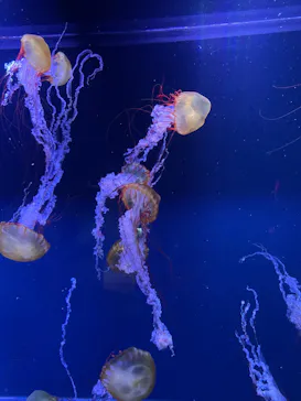 すみだ水族館に投稿された画像（2023/5/19）