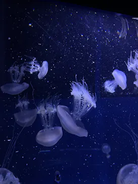 すみだ水族館に投稿された画像（2023/5/19）