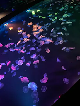 すみだ水族館に投稿された画像（2023/5/19）