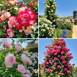 京成バラ園に投稿された画像（2023/5/19）