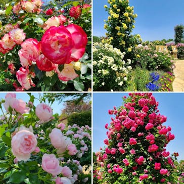 京成バラ園に投稿された画像（2023/5/19）