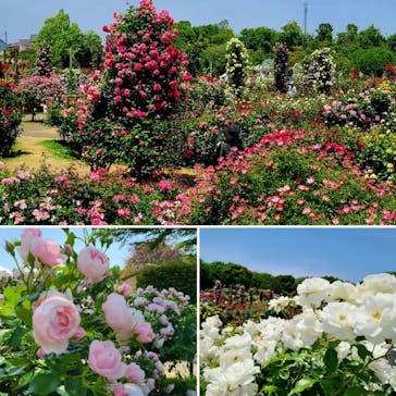 京成バラ園に投稿された画像（2023/5/19）