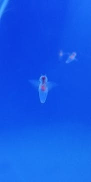 しながわ水族館に投稿された画像（2023/5/19）