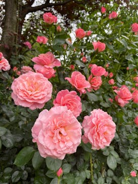 横浜イングリッシュガーデンに投稿された画像（2023/5/19）