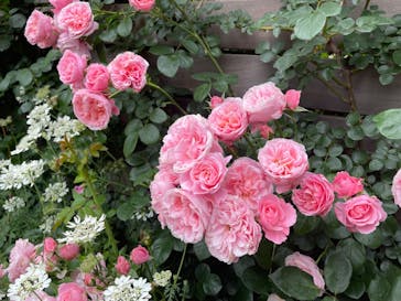 横浜イングリッシュガーデンに投稿された画像（2023/5/19）