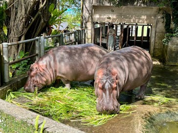 沖縄こどもの国に投稿された画像（2023/5/19）