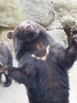奥飛騨クマ牧場に投稿された画像（2023/5/19）