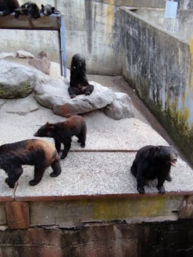 奥飛騨クマ牧場に投稿された画像（2023/5/19）