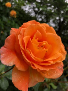 横浜イングリッシュガーデンに投稿された画像（2023/5/20）