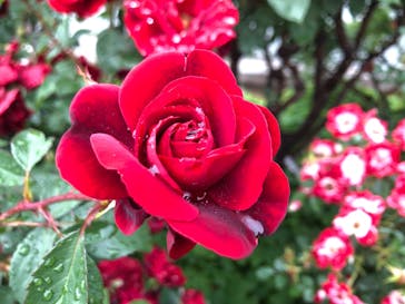 横浜イングリッシュガーデンに投稿された画像（2023/5/20）