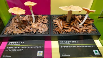 特別展「毒」に投稿された画像（2023/5/20）