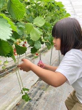 淡路ファームパーク イングランドの丘に投稿された画像（2023/5/20）