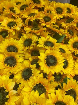 ゴッホ・アライブ神戸に投稿された画像（2023/5/20）