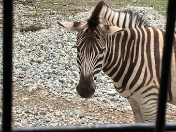 那須サファリパークに投稿された画像（2023/5/20）