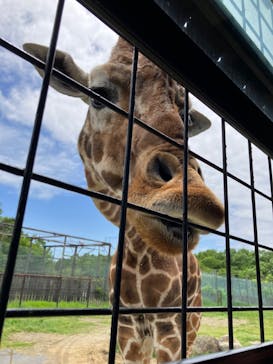 那須サファリパークに投稿された画像（2023/5/20）