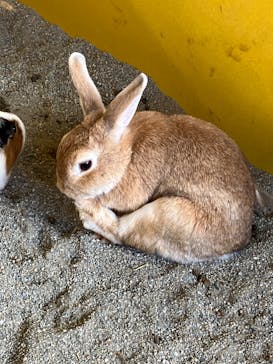 那須サファリパークに投稿された画像（2023/5/20）