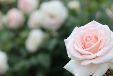 いばらきフラワーパークに投稿された画像（2023/5/20）