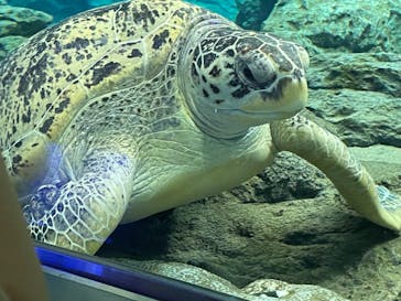 名古屋港水族館に投稿された画像（2023/5/20）